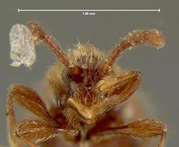 Media type: image;   Entomology 6220 Aspect: head frontal view